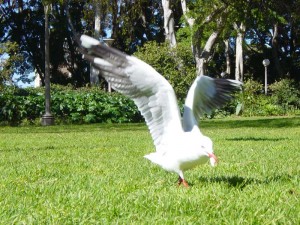 dsc00916
