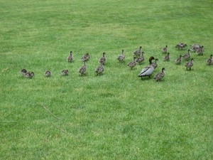 img_0196 img_0196