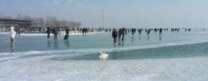Schwan am Neusiedlersee