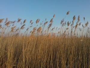 Schilfgürtel des Neusiedlersees