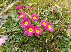 Optimus G Frühlingsblumen